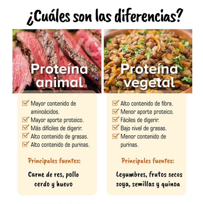 alimentos con proteína, proteína alimentos, proteina en los alimentos